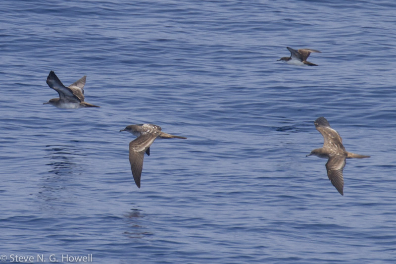 … but we should still find flocks of Wedge-tailed and Galapagos Shearwaters. Credit: Steve Howell